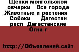 Щенки монгольской овчарки - Все города Животные и растения » Собаки   . Дагестан респ.,Дагестанские Огни г.